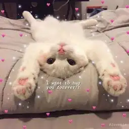 家庭萌宠可爱小猫咪头像精选