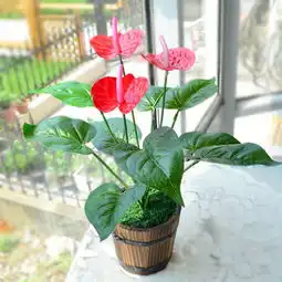  红掌顾名思义,如手掌般,置放家中,养生健康