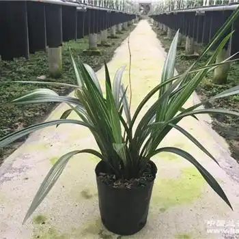  漂亮瑞华11苗