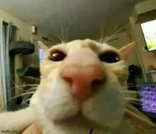  当好奇的喵星人刚好嗅探你的镜头