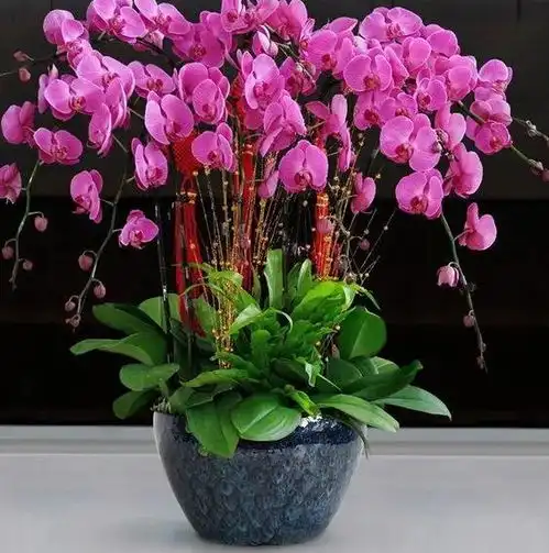  秋天选什么花养4种高颜值花卉,管理省心,秋冬照样能开花