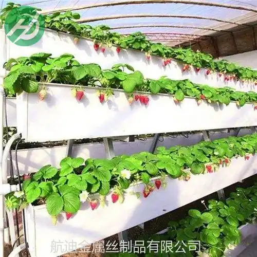  草莓育苗立体种植槽定制及规格材质尺寸