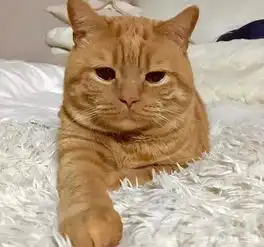  面对爆热的夏天,日本的网红小橘猫也变得很丧
