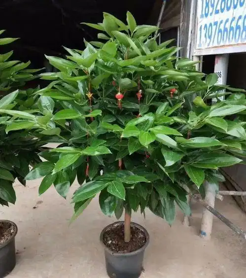  家里养花,这5种一定要养,既招财也旺人,别忽视