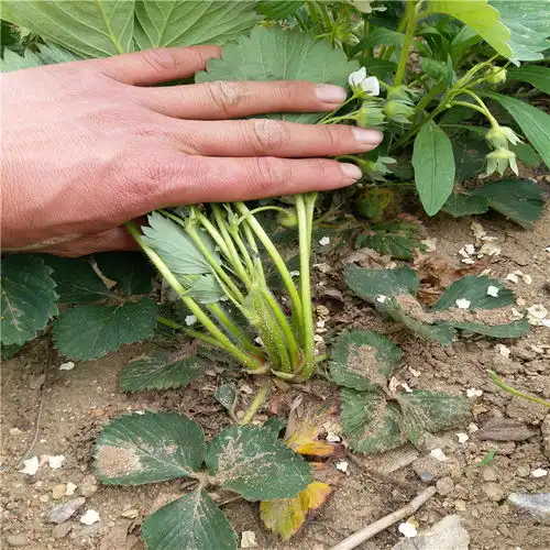  牛奶草莓苗草莓苗怎么种-黄页88网