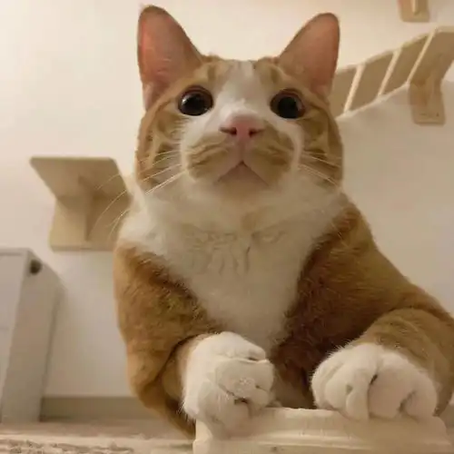  萌宠头像丨我和我的猫都很想你