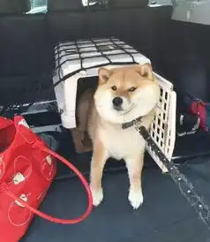  动摇哈士奇犬界地位的就是它,简直太魔性了