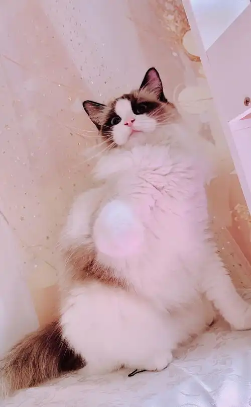  晒猫泡芙公主的心动瞬间