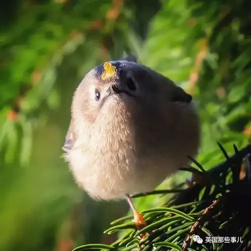  一个芬兰小哥走进森林,拍下这一整个精灵般的世界啊
