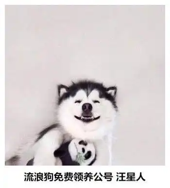 德牧看见同伴面前有吃的,又不好意思抢,于是想了个妙招