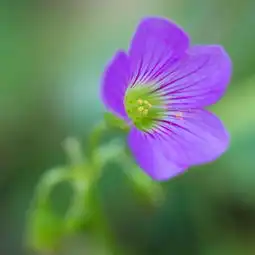  梦境紫花唯美微信头像qq头像扣扣居