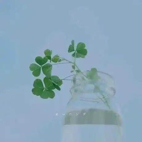 四叶草微信头像唯美酒鬼