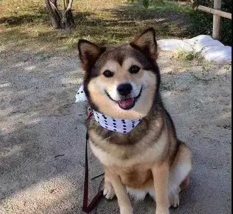 柴犬哈士奇头像图片骑士