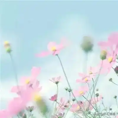  清新淡雅微信头像