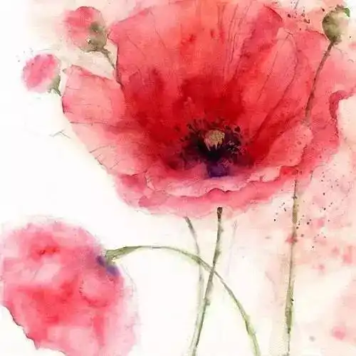  水彩清新的水彩花卉,百看不厌
