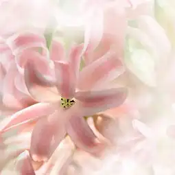蓝色头像梦幻花木