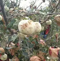 鸭梨头像图片冰雹