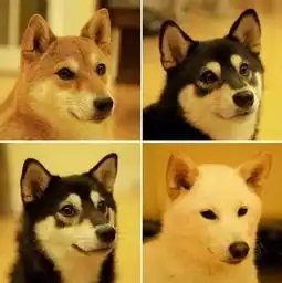  如果家里养了四只柴犬,你知道有多幸福吗