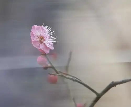  惊艳亮相济南趵突泉景区又上央视了