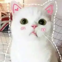  猫七视频直播全集猫七资料大全yy官方