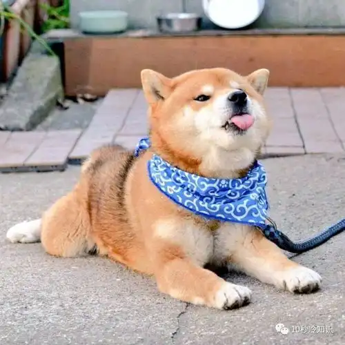 最接近狼的狗,不是哈士奇,竟然是它