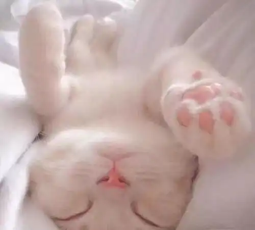  干货狗狗只吃狗粮真的好吗