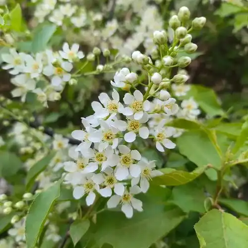  春有约花不误,2024阿尔山赏花指南,邀您共赴一场唯美花事之约