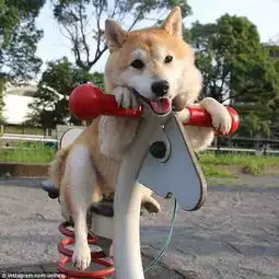  日本柴犬荡秋千萌翻网友伸着舌头笑容灿烂组图