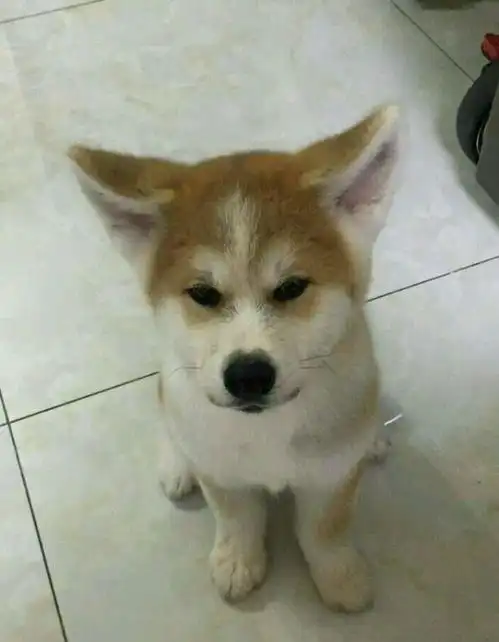  网上买了只柴犬,长大后发现越来越不对劲