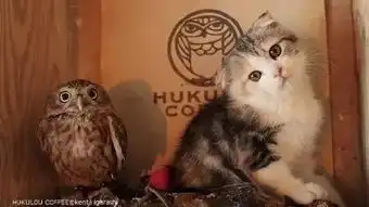  一只猫咪和一只猫头鹰真是新奇的组合......