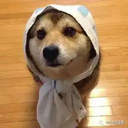 柴犬哈士奇头像图片狗年