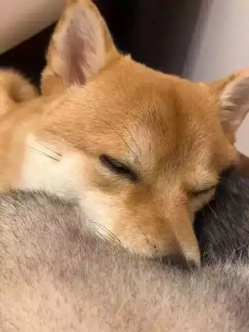  柴犬恋上哈士奇,非得靠在二哈屁屁上才睡得香