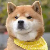  柴犬裹被子头像微信头像图片大全