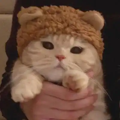  头像萌宠猫猫狗狗