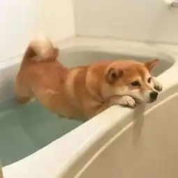  如果说哈士奇是狗中的表情帝,那柴犬绝对就是戏精奥斯卡都欠它一个小金人