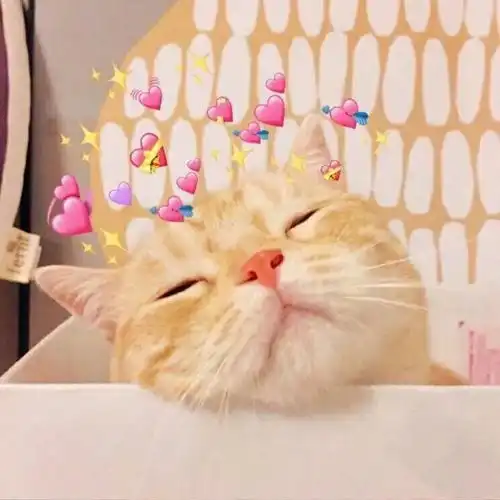  各位有没有猫咪情头啊