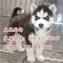  标题深圳哪里有卖雪橇犬哈士奇三把火哈士奇图片深圳哪里有出售名犬