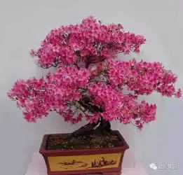  想要把盆景花卉养好,这些知识你必须懂