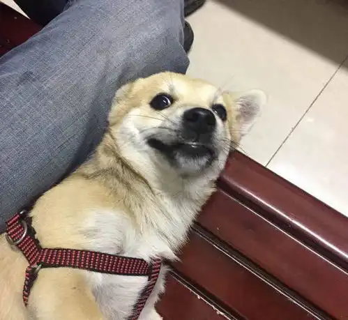  网友父亲高价买回一只柴犬,网友纠结要不要告诉父亲真相