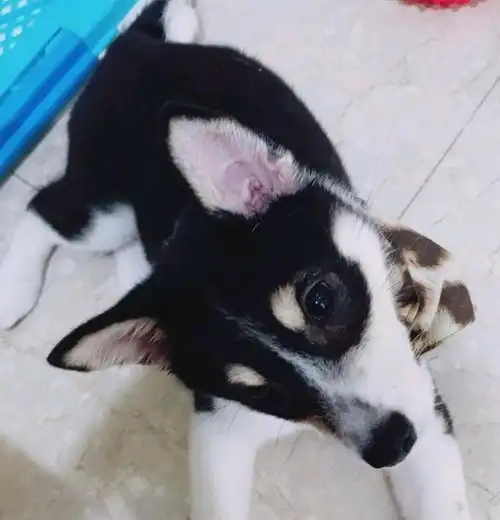  柴犬疑似哈士奇的种,主人赶紧辟谣,网友它爸肯定是哈士奇
