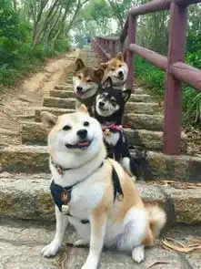  世界上有一种差别叫做,你家养了只柴犬,而我家养的是哈士奇