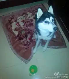 搞笑高清哈士奇头像奶牛