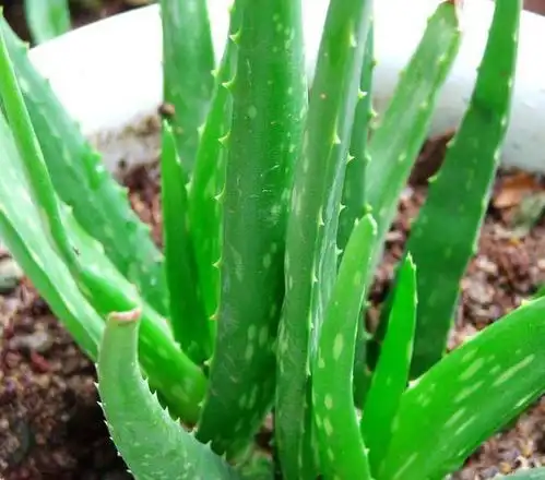  中华芦荟图片