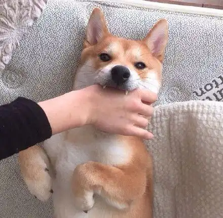  可爱猫咪萌宠表情包