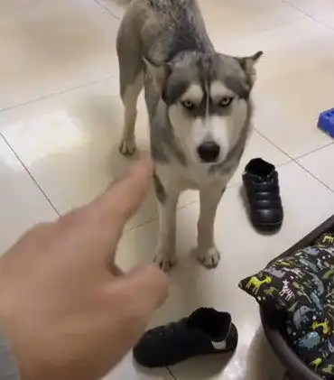  哈士奇屡次搞破坏,主人管教不了直接绑地上,网友一看纷纷笑坏了