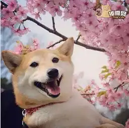  有一种狗叫柴犬二货程度堪比哈士奇