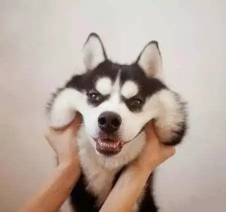 柴犬哈士奇头像图片小时