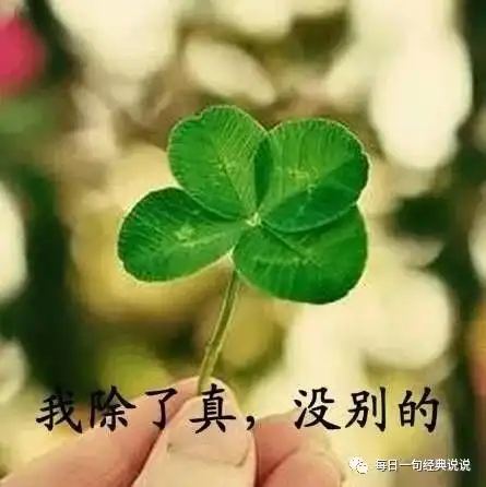 四叶草微信头像唯美雅典