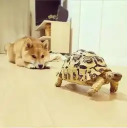  一只被乌龟带坏的日本柴犬,结局亮了