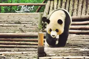 动物头像简笔画孔雀小熊